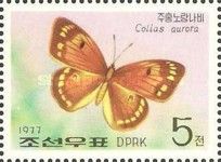 Butterfly (Colias aurora)