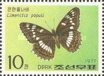 Poplar Admiral (Limenitis populi)
