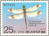 Banded Darter (Sympetrum pedemontanum ssp. elatum)