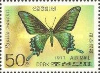 Alpine Black Swallowtail (Papilio maackii)