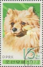 Chow-Chow (Canis lupus familiaris)