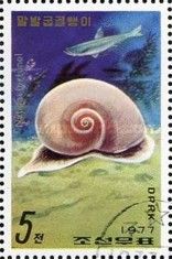 Sea Snail (Natica fortunei)