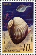 Arkshell (Arca inflata)