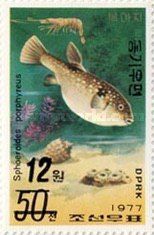 Puffer Fish (Sphoeroides porphyreus)