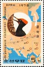 Tristram's Woodpecker (Dryocopus javensis richardsi)