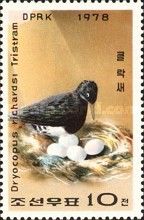 Tristram's Woodpecker (Dryocopus javensis richardsi)