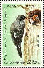 Tristram's Woodpecker (Dryocopus javensis richardsi)