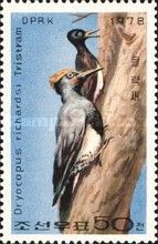 Tristram's Woodpecker (Dryocopus javensis richardsi)