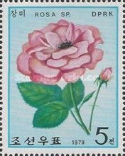 Pink rose (Rosa sp.)