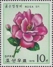 Deep pink rose
