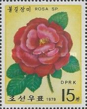 Red rose - rosa sp.
