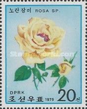 Yellow Rose