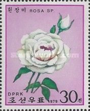 White rose - rosa sp.