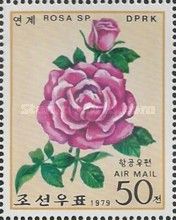 Deep pink rose - rosa sp.