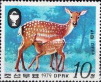 Sika Deer (Cervus nippon)