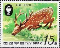 Sika Deer (Cervus nippon)