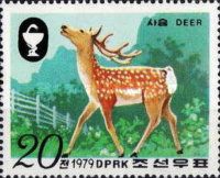 Sika Deer (Cervus nippon)
