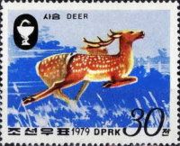 Sika Deer (Cervus nippon)