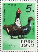 Muscovy Duck (Cairina moschata)