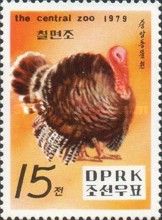 Turkey (Meleagris gallopavo)