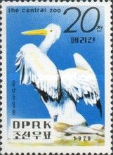 Dalmatian Pelican (Pelecanus crispus)