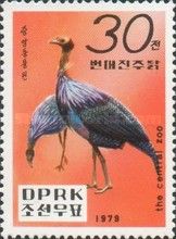Vulturine Guineafowl (Acryllium vulturinum)