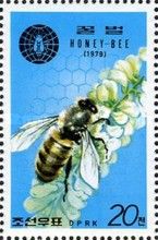 Honey Bee (Apis mellifera)
