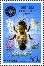 Honey Bee (Apis mellifera)