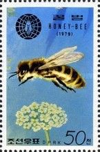 Honey Bee (Apis mellifera)