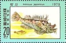 Japanese Goblinfish (Inimicus japonicus) 