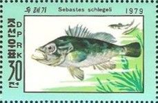 Korean Rockfish (Sebastes schlegeli)