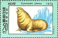 Northern Sealion (Eumetopias jubatus)