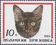 Domestic Cat (Felis silvestris catus)