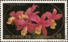 Cattleya loddigesii