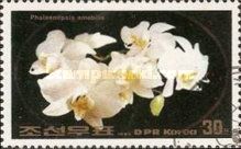 Phalaenopsis amabilis