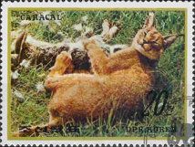 Caracal (Caracal caracal)