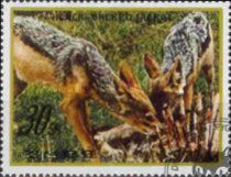 Black-backed Jackal (Canis mesomelas)