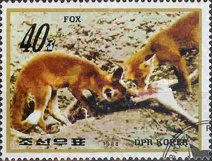 Red Fox (Vulpes vulpes)