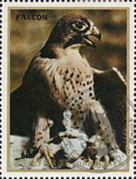 Falcon (Falco sp.)