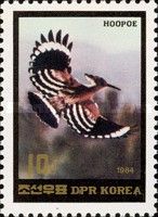Eurasian Hoopoe (Upupa epops)