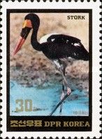 Saddle-billed Stork (Ephippiorhynchus senegalensis)