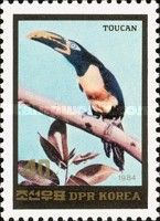 Chestnut-eared Aracari (Pteroglossus castanotis)