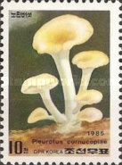 Pleurotus cornucopiae