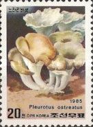 Pluerotus ostreatus