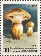 Catathelasma ventricosum