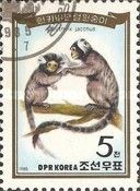Common Marmoset (Callithrix jacchus)