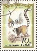 Ring-tailed lemur (Lemur catta)