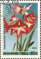 Hippeastrum hybridum