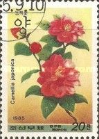 Camellia japonica