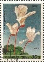 Cyclamen persicum